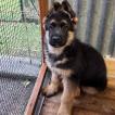 Max, Berger Allemand