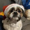 Bouba, Shih Tzu