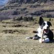 Cora, Border Collie