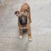 Rocky, Malinois Shepherd Dog