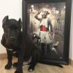 Vegas, Cane Corso