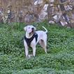 Cafu, Dogo Argentino