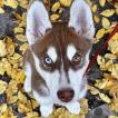 Murphy, Siberian Husky