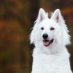 Ibber, White swiss Shepherd Dog