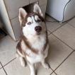 Shanks, Siberian Husky