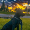 ASLAN, Cane Corso