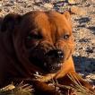 Brownie, Staffordshire Bull Terrier