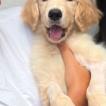 Chuva, Golden Retriever