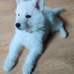 Lumi, White swiss Shepherd Dog