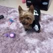 Kitchi, Yorkshire Terrier