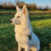 Vodoo, Berger Blanc Suisse