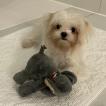 Monty, Bichon Maltais