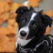 Pixel, Border Collie