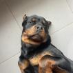 Drax, Rottweiler