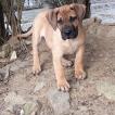 KÏARA, Dogo Canario