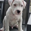 Snow, Dogo argentino