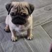 Jack, Pug