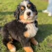 Vaillante, Bernese Cattle Dogs