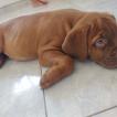 ISIDORO, Dogue Bordeaux