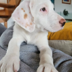 Venom, Altri cani