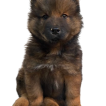 Atlas, Eurasier