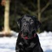 Koudy, Labrador Retriever