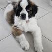 Beyla, Saint Bernard