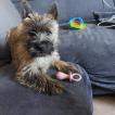 Filibert, Cairn Terrier