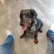 Vasco, Beauceron Beauce Shepherd