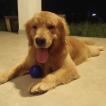 Odin, Golden Retriever