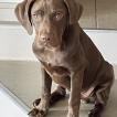 Virus, German Shorthaired Pointer