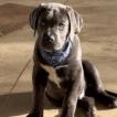 Alpha, Cane Corso