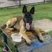 Hades, Malinois Shepherd Dog