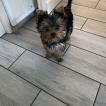 Ivy, Yorkshire Terrier