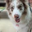 Quimera, Border Collie