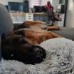 Tormund
