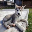 Kibo, Malamute De Alaska