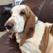 Lola, Basset Hound