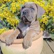 Angus, Cane Corso