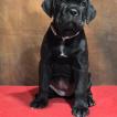 Alya, Cane Corso