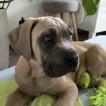 Raoul, Cane Corso