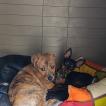 Nino, Otros perros