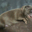 Rubí