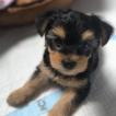 Marga, Yorkshire Terrier