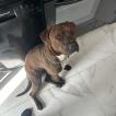 Simba, Autres Chiens