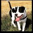 Orsan, Autres Chiens