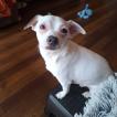 Alfie