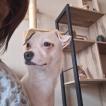 Alfie, Jack Russell