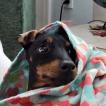Buster, Manchester Terrier