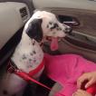 Apollo, Dalmatien